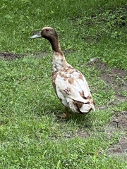 Anas platyrhynchos domesticus