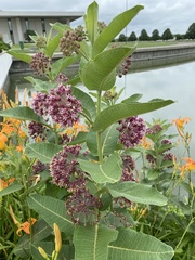 Asclepias syriaca