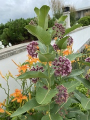 Asclepias syriaca