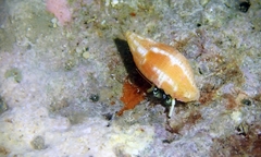 Mitra