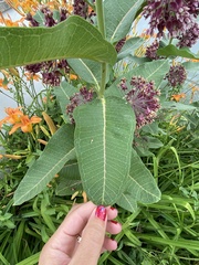 Asclepias syriaca