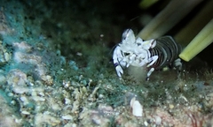 Gnathophyllum americanum