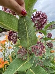 Asclepias syriaca