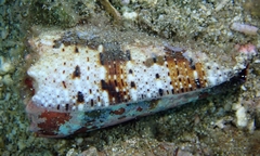 Conus imperialis