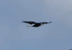 Haliaeetus leucocephalus