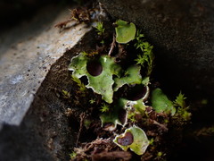 Solorina saccata