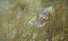 Vexillum interruptum