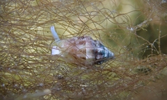 Vexillum interruptum