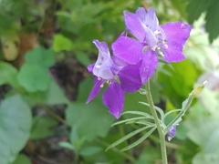 Delphinium ajacis