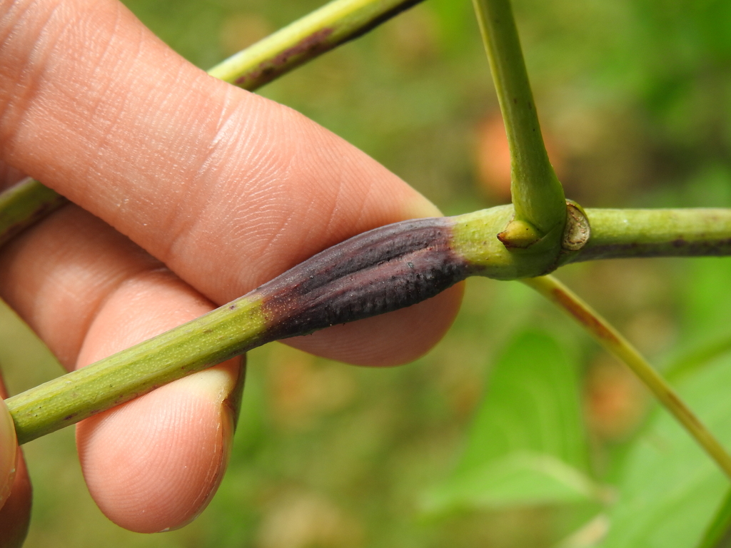 Grape Cane Gallmaker