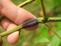 Ampeloglypter sesostris