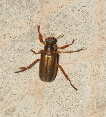 Dichelonyx subvittata