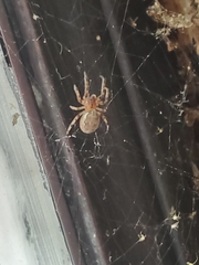 Larinioides cornutus