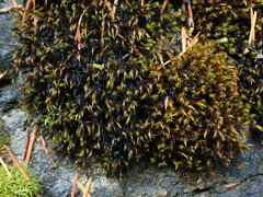 Schistidium papillosum