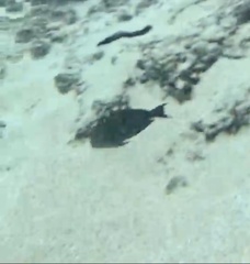 Acanthurus nigrofuscus