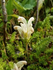 Pedicularis capitata