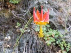 Aquilegia eximia