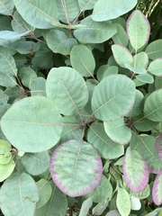 Cotinus