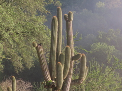 Trichocereus chiloensis