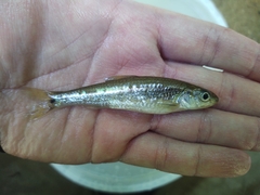 Notropis hudsonius