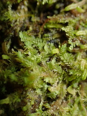 Douinia ovata