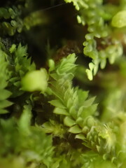 Douinia ovata