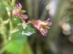 Telesonix heucheriformis