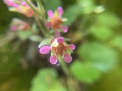 Telesonix heucheriformis