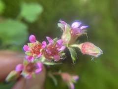 Telesonix heucheriformis