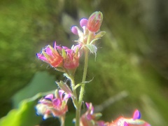 Telesonix heucheriformis