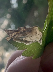 Pseudodineura fuscula