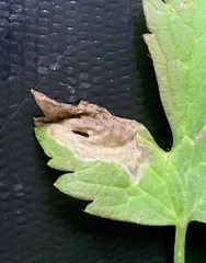 Pseudodineura fuscula
