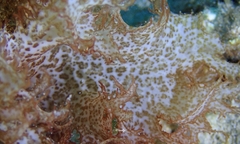Halymenia