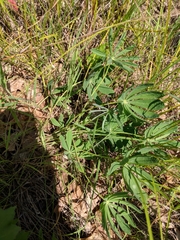 Lupinus perennis
