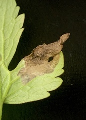 Pseudodineura fuscula