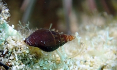 Mitridae