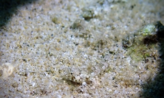 Synchiropus rosulentus