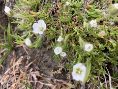 Pseudocherleria macrocarpa