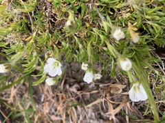 Pseudocherleria macrocarpa