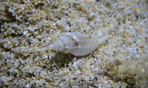 Eucithara, 2022-06-14
