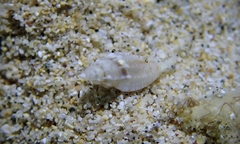 Eucithara pusilla