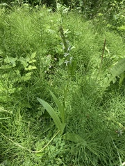 Platanthera dilatata