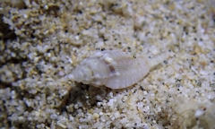 Eucithara pusilla