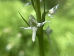 Platanthera dilatata