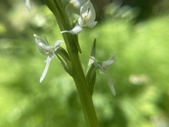 Platanthera dilatata