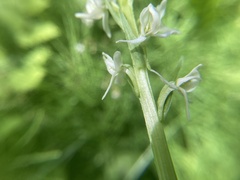 Platanthera dilatata