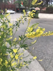 Melilotus officinalis