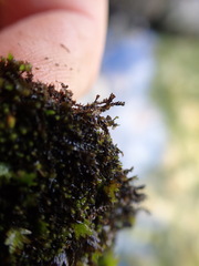 Jungermannia atrovirens