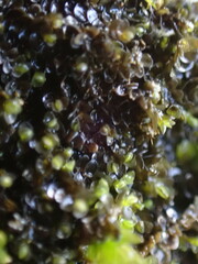 Jungermannia atrovirens