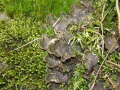 Peltigera elisabethae